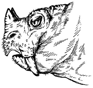     ,   200 .  .        : '   Rhinodicynodon gracile  .   . ,  1579, . 0,3.  ,  .  ., . '