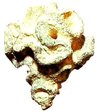 17. -        (Plocosyphia pseudocoeloptihium)   