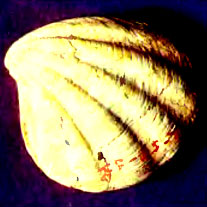 40.        - (Crassicardita kavzanensis)  
