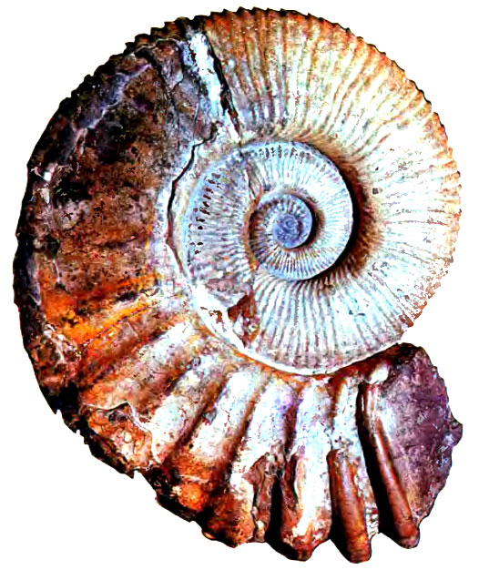 57.    (  2 !)      (Ammonitoceras sp.)    