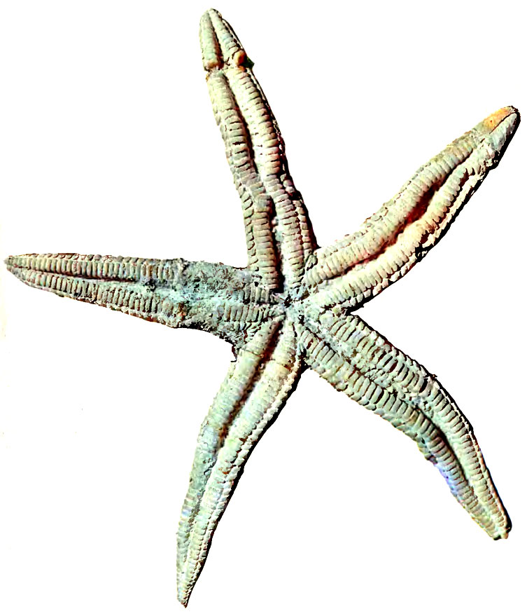 91.  , ,   ,   - (Urastrella montana),    ,   