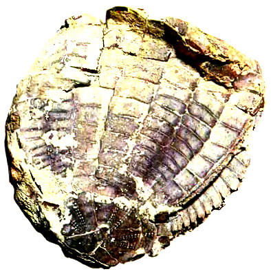 95.   ,  ,       -              - (Echinocoris sphaericus)   