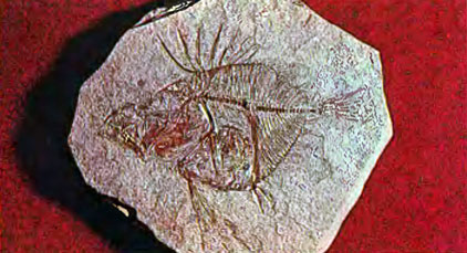 129.       (Zenopsis clavus)    