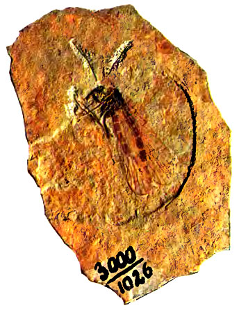 170.            ,          (Mesopanorpa sp.)  