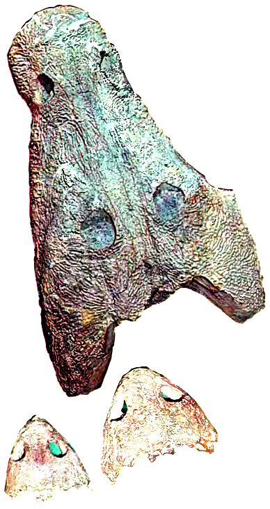 182.      , ' ',     .       (        ).    : (Melosaurus kamaensis),     .      (Dvinosaurus primus)     