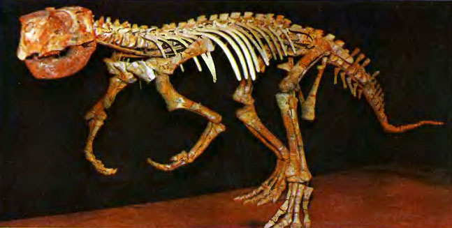 247.       -    .           -      ,    ,    . .   1825 .     -    .     - , '   ' (Psittacosaurus mongoliensis).           