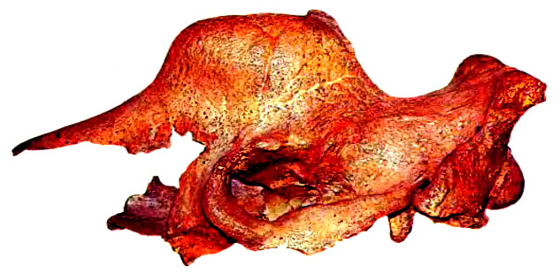 296.  (Elasmotherium sibincum) -   .    ,        , , ,     ,      