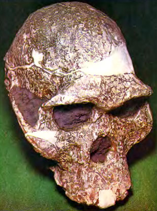 320.    ,  ' '. ,  ''   Australopithecus africanus.  ,     ,     ,    ,  .     ,    , .  '- ',    ,    