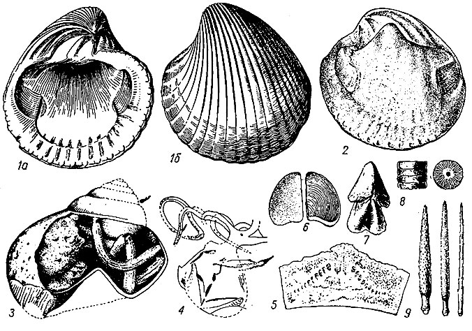 . 2.  : 1,  - ; 2 -  ; 3 -       (, 1960); 4 -        ; 5 -        Doleroceras (Cephalopoda, Oncoceratida); 6-9 -   : 6 - ; 7 - ; 8 -    ; 9 -   