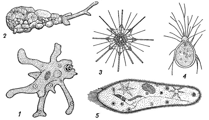 . 25.    : 1-4 -  Sarcodina: 1 - Amoeba ( Rhizopoda), 2 - Difflugia ( Rhizopoda), 3 - Acantharia ( Radiolaria), 4 - Allogromia ( Foraminifera); 5 -  Ciliophora, Paramaecium