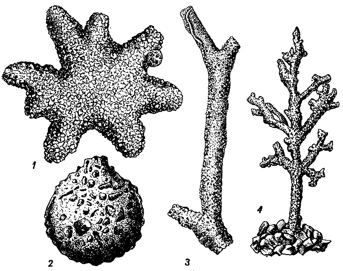 . 34.  Astrorhizida: 1 - Astrorhiza ( - ); 2 - Saccammina ( - ); 3 - Rhabdammina ( - ); 4 - Dendrophrya ( - )