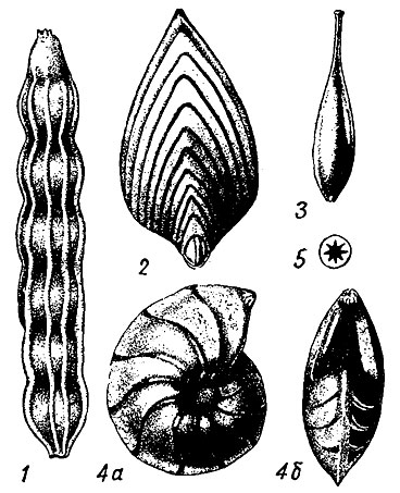 . 45.  Nodosariida: 1 - Nodosaria ( - ); 2 - Frondicularia ( - ); 3 - Lagena ( - ); 4 - Lenticulina ( - ): 4 -  , 4 -   ; 5 -  