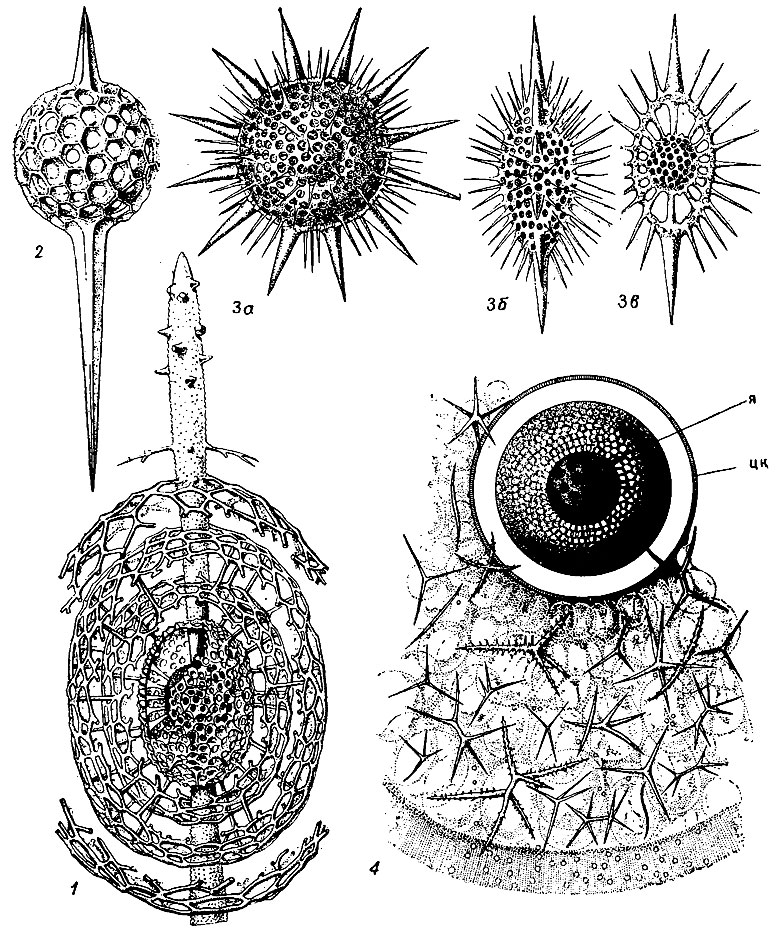 . 53.  Spumellaria.  : 1 - Cromyatractus,    ; 2 - Xiphostylus; 3 - Heliodiscus: 3 -  , 3 - , 3 -  ; 4 -       Lamproxanthium;  -  ,  - 