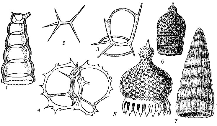 . 54.  Nassellaria.    : 1-4 -   : 1 - Artostrobium, 2 - Plagiocarpa, 3 - Cortiniscus 4 - Acanthodesmia; 5 - Anthocyrtium (.); 6 - Eucyrtidium (); 7 - Dictyomitra ( )