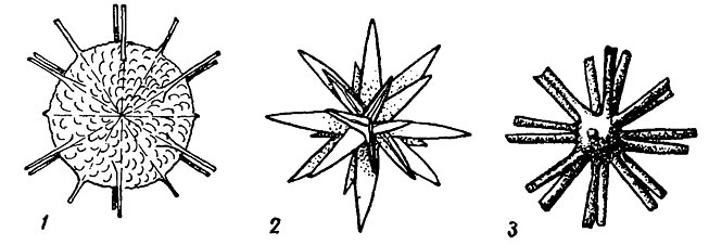 . 55.  Acantharia.  : 1 - Icosaspis; 2 - Zygacantha; 3 - Heliolithium