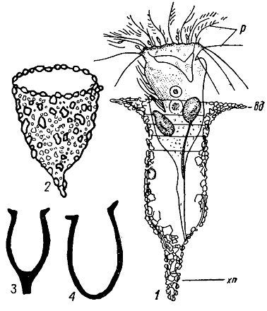 . 56.  Ciliophora; 1-2 -      Tintinnopsis; 3-4 -  Tintinnopsella carpathica Murg. et Filip. (  -  );  -  ,  - ,  -  