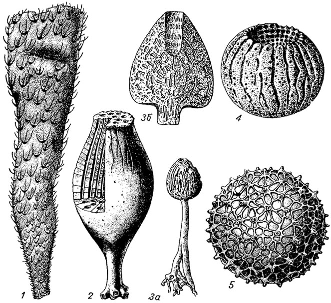 . 63.  Demospongia.  Heteractinellida (1), Lithistida (2-4)  Cornacuspongia (5): 1 - Chancelloria ( ),  (, , 1955); 2 - Jerect (); 3 - Siphonia (  - ): 3 -  , 3 -  ; 4 - Astylospongia ( - ); 5 - Pemmatites ( - )