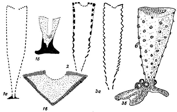 . 72.  Regulares ( ).  Monocyathida: 1- - Archaeolynthus; 2 - Rhabdocyathella; 3 - Tumuliolynthus: 3 -  , 3 -  (, 1963)