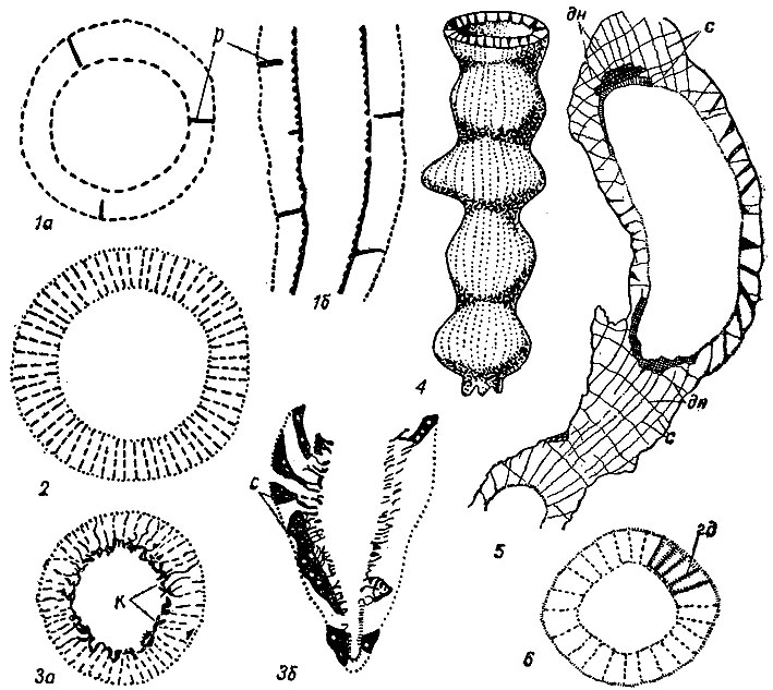 . 73.  Regulares ( ).  Ajacicyathida: 1 - Dokidocyathus    (): 1 - , 1 -  ; 2 - Ajacicyathus,  ; 3 - Ethmophyllum: 3 -  ,      (), 3 -     (); 4 - Orbicyathus,  ; 5 - Coscinocyathus,   ; 6 - Nochoroicyathus,  ;  -  ,  - ,  - 