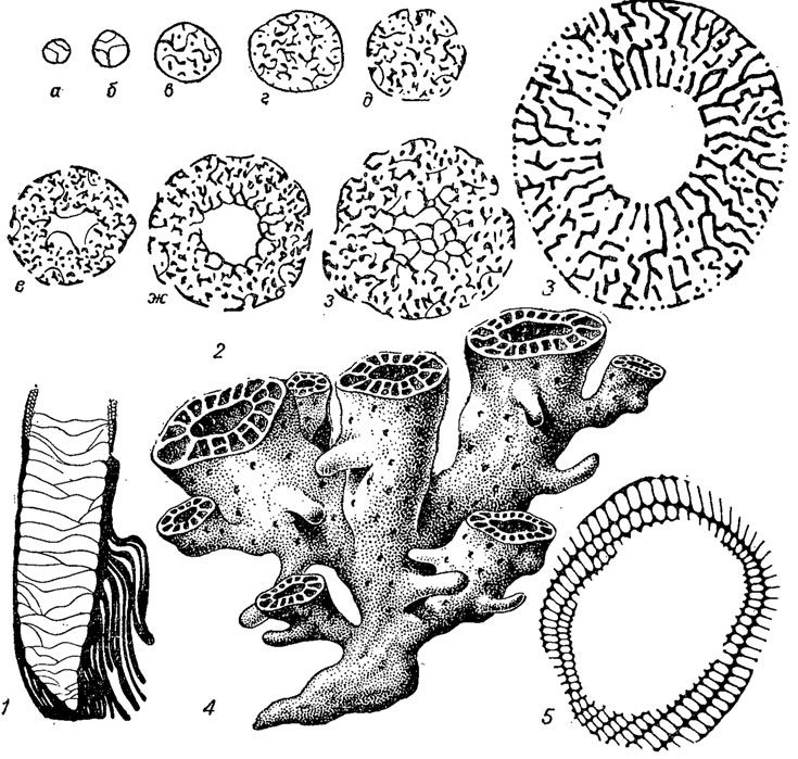 . 74.  Irregulares ( ).  Thalassocyathida (1), Archaeocyathida (2-4)  Syringocnemidida (5): 1 - Bacatocyathus,  ; 2 -  Prismocyathus praesignis Fonin ( . . );     :  - 0,2 ,  - 0,5 ,  - 0,7 ,  - 1,3 ,  - 1,5 ,  - 1,7 ,  - 2,5 ,  - 3,5 ; : - -  Bacatocyathus, - -  Rhizacyathus,  -  Dictyocyathus, - -   ; 3 - Archaeocyathus,  ; 4 - Verthocyathus,  ( . . ); 5 - Syringocnema,  