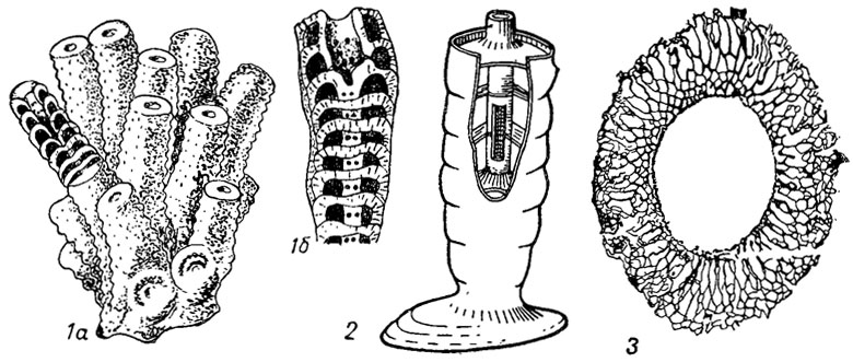 . 77.     Sphinctozoa (1-2)   (?) Aphrosalpingoida (3): 1 - Barrosia (): 1 -   , 1 -  ; 2 - Amblysiphonella ( - ),   ; 3 - Aphrosalpitix ( ),  