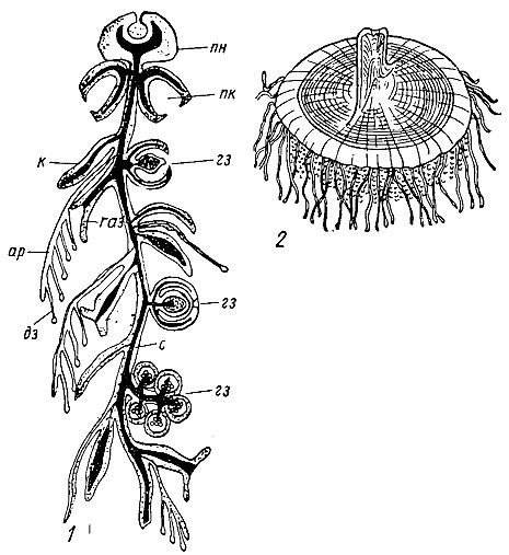 . 85.  Siphonophoroidea: 1 -   ; 2 - Plectodiscus ( ),  (, 1942);  -    (),  - ,  -  -  ,  - ,  -  ,  - ,  -  