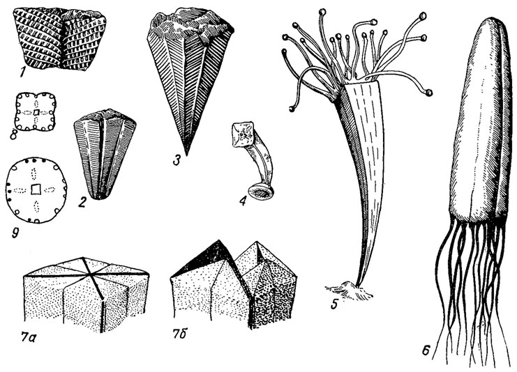 . 88.  Conulata: 1 -   ; 2-3 -   ; 4 -     Sphetiothallus ( ); 5-6 - : 5 - Archaeoconularia ( - ),  , 6 - Exoconularia (),  ; 7,  - ,   ; 8-9 -   