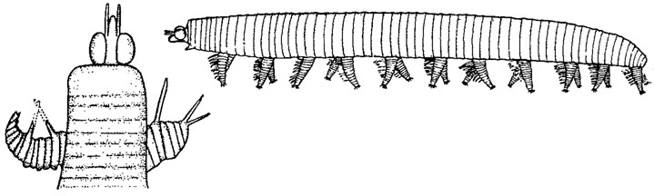. 110.  Protracheata.  Aysheaia pendunculata Walcott ();       (, 1966)
