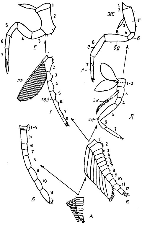 . 112.     (, 1966):  -   ; - -  :  - Pycnogonides,  - Tetracephalosomita,  - Trilobita,  - Crustacea,  - Chelicerata,  - Tracheata; 4    ; 1 - , 2 - ;  - ,  - ,  - ,  - ,  - ,  - ,  - ,  - ,  - 