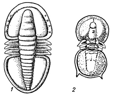 . 121.  Eodiscida (1)  Agnostida (2): 1 - Serrodiscus ( ); 2 - Agnosias ( )