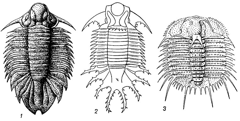 . 125.  Lichida (1-2)  Odontopleurida (3): 1 - Dicranopeltis (  - ); 2 - Terataspis (); 3 - Odontopleura ( )