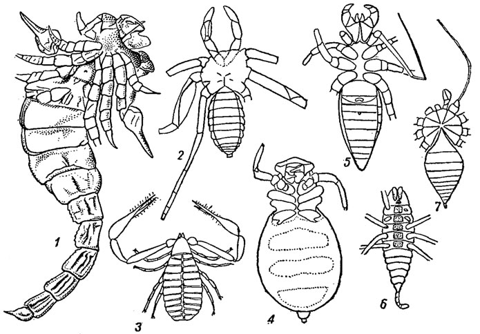 . 131.  Scorpionida (1)  Pedipalpida (2-7): 1 - Palaeophonus   . ; 2 -  Amblypygi, Thelyphrynus   . ,    ; 3 -  Pseudoscorpionidea, Pseudogarypus    ( ); 4 -  Ricinulei, Ricinoides, ,    ; 5 -  Uropygi, Prothelgophonus   . ,    ; 6 -  Palpigradi, Sternarthron   . ; 7 -  Kustarachnida, Kustarachne   . ,    