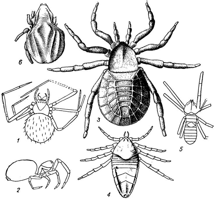 . 132.  Arachnida (1-4), Solifugomorpha (5)  Acaromorpha (5): 1-2 -  Araneae: 1 - Misumena    ( ),   , 2 - Eolathus    ( ),    ; 3 -  Soluta, Cryptomartus   . ; 4 -  Opiliomorphae, Goniotarbus   . ; 5 - Protosolpuga   . ; 6 - Plategeocranus    ( )