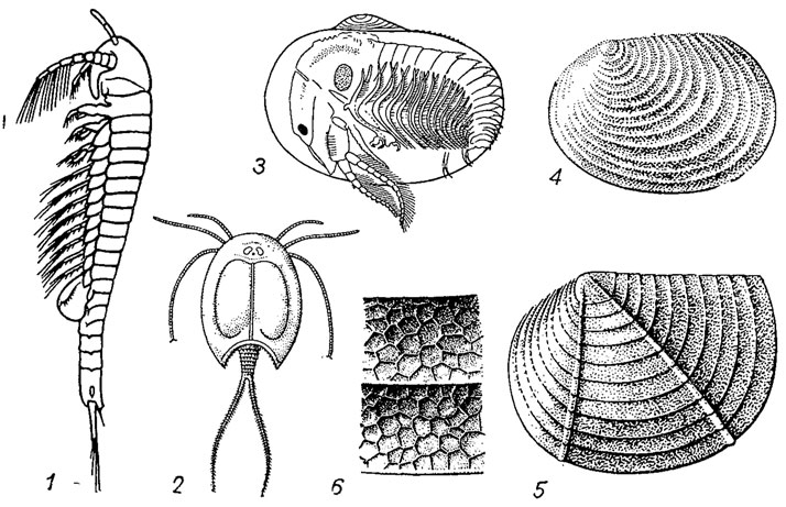 . 134.  Lipostraca (1), Notostraca (2)  Conchostraca (3-6): 1 - Lepidocaris    ,  ; 2 - Triops (.); 3 - Isaura (.),   ; 4 - Pseudestheria    ; 5 - Hemicycloleaia    . ; 6 -    Limnadiidae