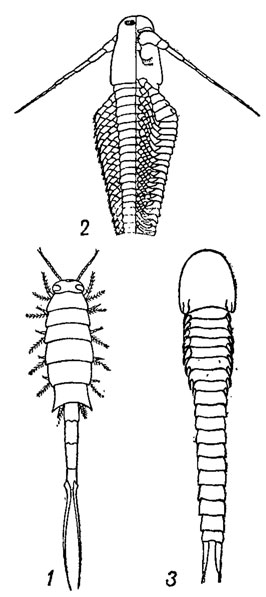 . 138.  Copepodoidea (1)  Cephalocarida (2-3): 1 - Euthycarcinus    . ; 2 - Tesnusocaris   . ; 3 - Hutchinsoniella     