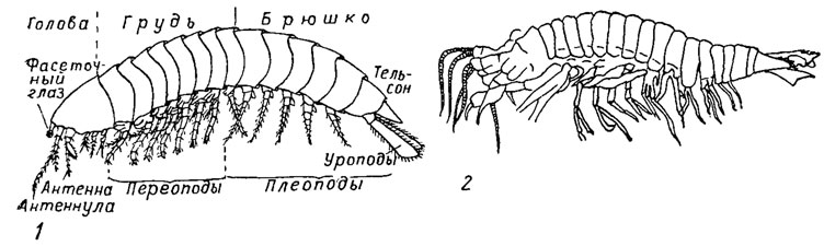. 140.  Syncarida,  Anaspidacea: 1 -    ; 2 - Uronectes    . 