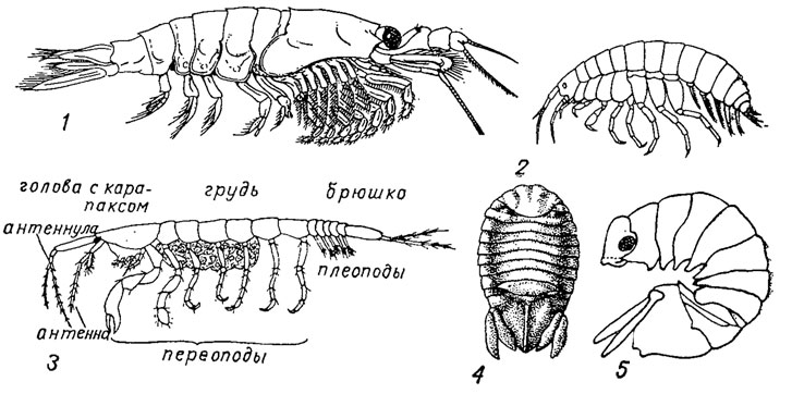 . 141.  Peracarida: 1 -  Mysidacea, Grangopsis    (); 2 -  Amphipoda, Gammarus   ; 3 -  Tanaidacea,    ; 4-5 -  Isopoda: 4 - Cyclosphaeroma   , 5 - Cymodoce    ,  
