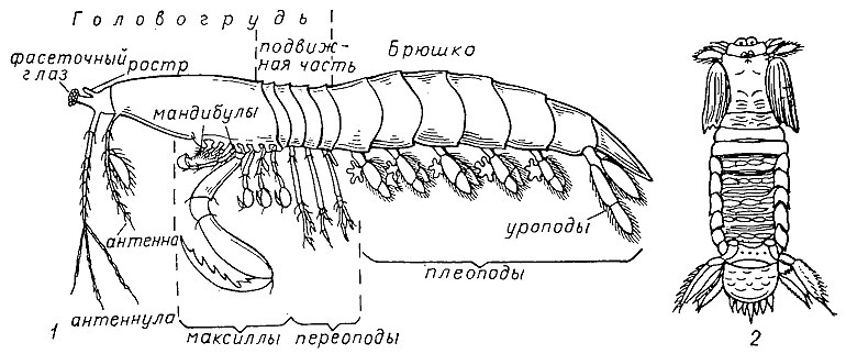 . 143.  Hoplocarida,  Stomatopoda: 1 -    ; 2 - Sculda    . 