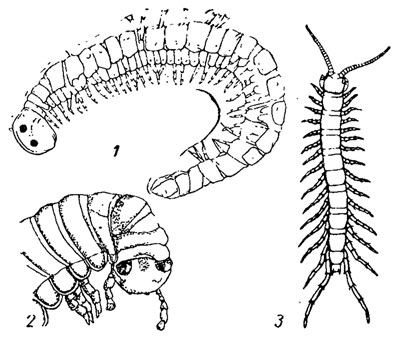 . 144.  Myriopoda,  Diplopoda: 1 - Acantherpestes   ; 2 - Pleurojulus   ; 3 - Lithobius    ( )