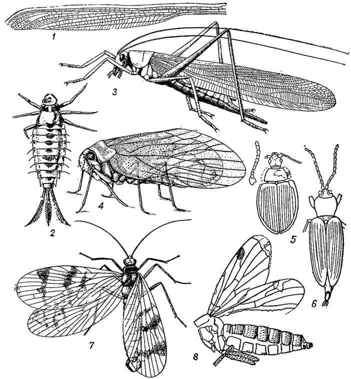 . 149.  Pterygota:  Hemimetabola (1-4)  Holometabola (5-8): 1	-  Odonata, Pertnepallage ()     .; 2 -  Ephemeroptera, Mesoneta    ; 3 -  Orthoptera, Tholmanvissia     (); 4 -  Homoptera, Permocicada     . (); 5-6 -  Coleoptera: 5 - Lithostoma    , 6 - Necromera    ; 7 -  Mecoptera, Agetochorista     (); 8 -  Diptera, Mesoplecia    