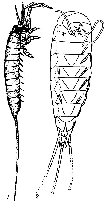 . 148.  Apterygota: 1 -  Monura, Dasyleptus      (); 2 -  Thysanura, Triassomachilis   ,    