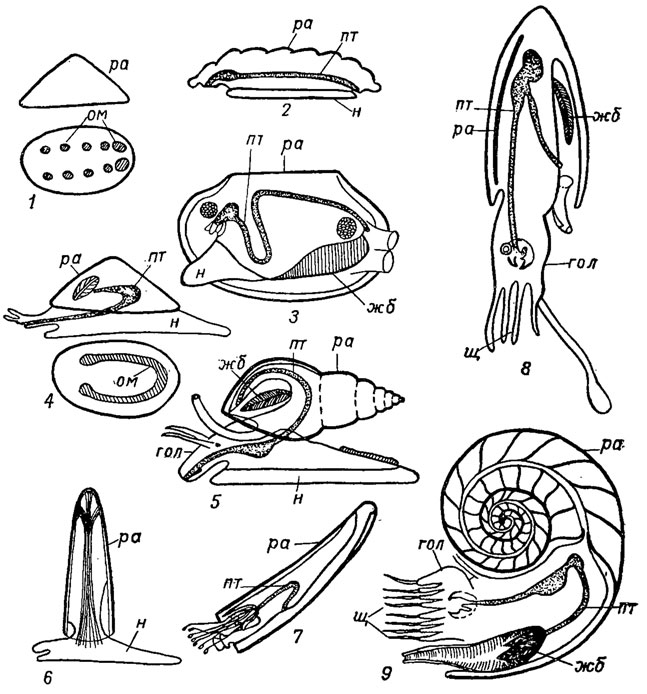 . 151.     : 1 - Monoplacophora; 2 - Polyplacophora; 3 - Bivalvia; 4-5 - Gastropoda; 6 - Xenoconchia; 7 - Scaphopoda; 8-9 - Cephalopoda: 8 - Coleoidea, 9 - Nautiloidea;  - ,  - ,  - ,  -  ,  -  ,  - ,  - 