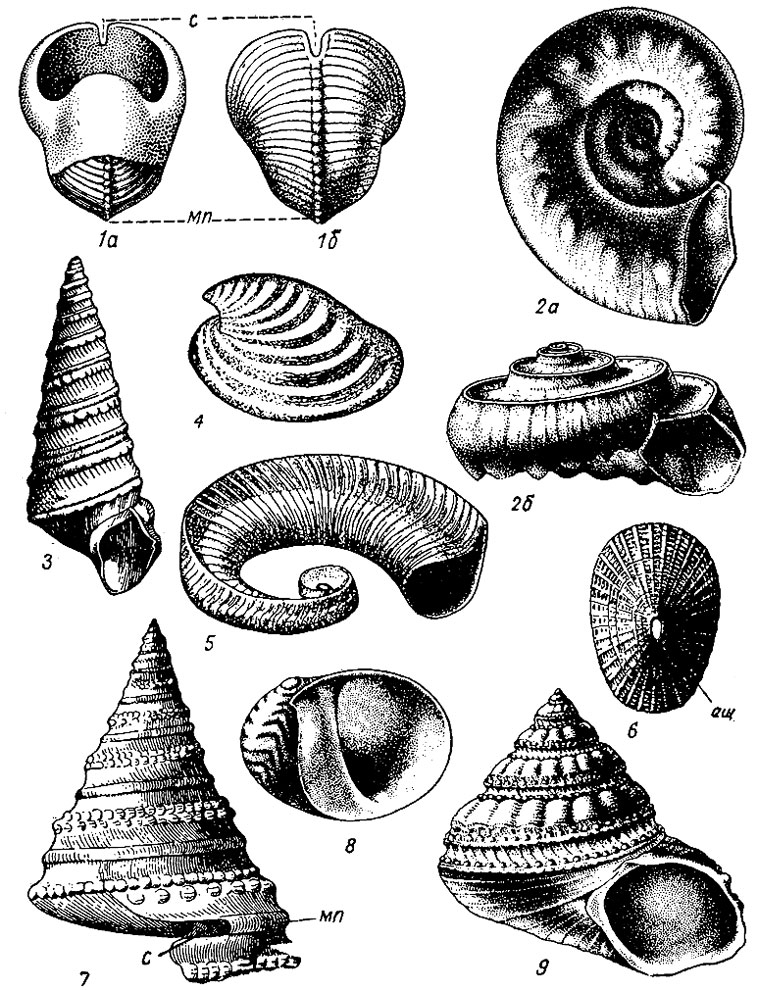 . 158.  Archaeogastropoda: 1 - Bellerophon ( - ): 1 -   , 1 - ; 2 - Euomphalus ( -  ): 2 -  , 2 -   ; 3 - Murchisonia ( - ); 4 - Helcionella (); 5 - Ecculiomphalus ( - ); 6 - Diodora (  - ); 7 - Pleurotomaria ( -  ); 8 - Theodoxus ( - ); 9 - Gibbula (  - );  -  ,  - ,  -  