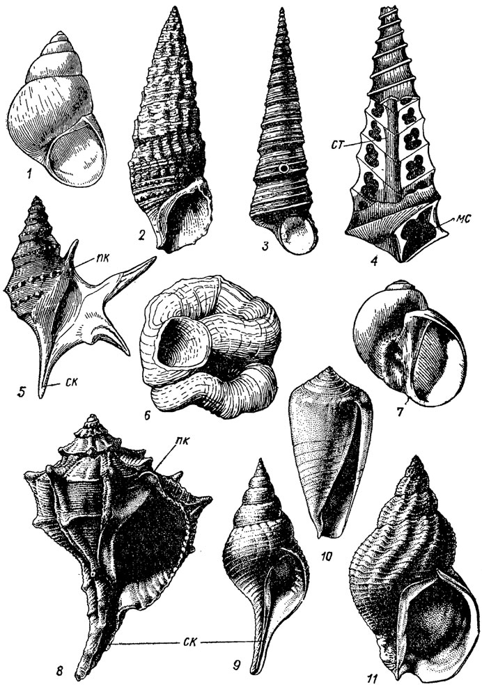 . 159.  Mesogastropoda (1-7)  Neogastropoda (8-11): 1 - Viviparus ( - ); 2 - Cerithium (  - ); 3 - ( - ); 4 - Nerinea ( - ); 5 - Aporrhais ( - ); 6 - ( - ); 7 - Natica ( - ); 8 - Murex ( - ); 9 ( - ); 10 - Conus ( - ); 11 - Buccinum ( - );  -  ,  -  ,  - ,  -   