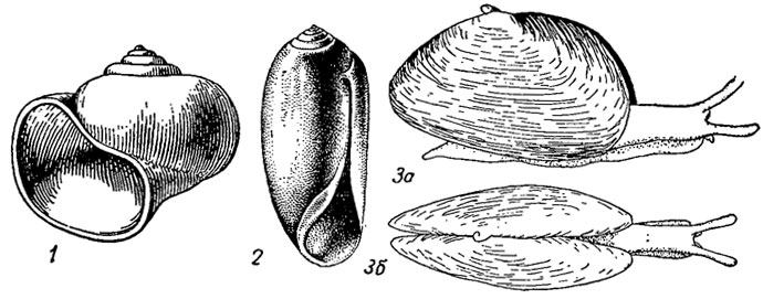 . 160.  Opisthobranchia: 1 - Spiratella ( - , .); 2 - Acteocina ( - , .); 3 - Berthelinia ( - ,    7 )