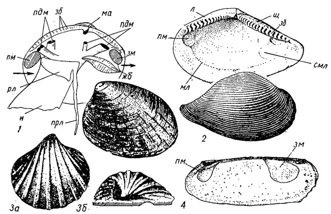 . 175.  Protobranchia;  Ctenodontida (1-2), Praecardiida (5), Solemyida (4): 1 - Nucula ( - ),        ; 2 - Leda ( - ); 3 - Praecardium ( - ); 4 - Solemya ( - );  - ,  - ,  -  ,  - ,  - ,  -  ,  - ,  -  ,  -  ,  -   ,  -  ,  -   ,  - 