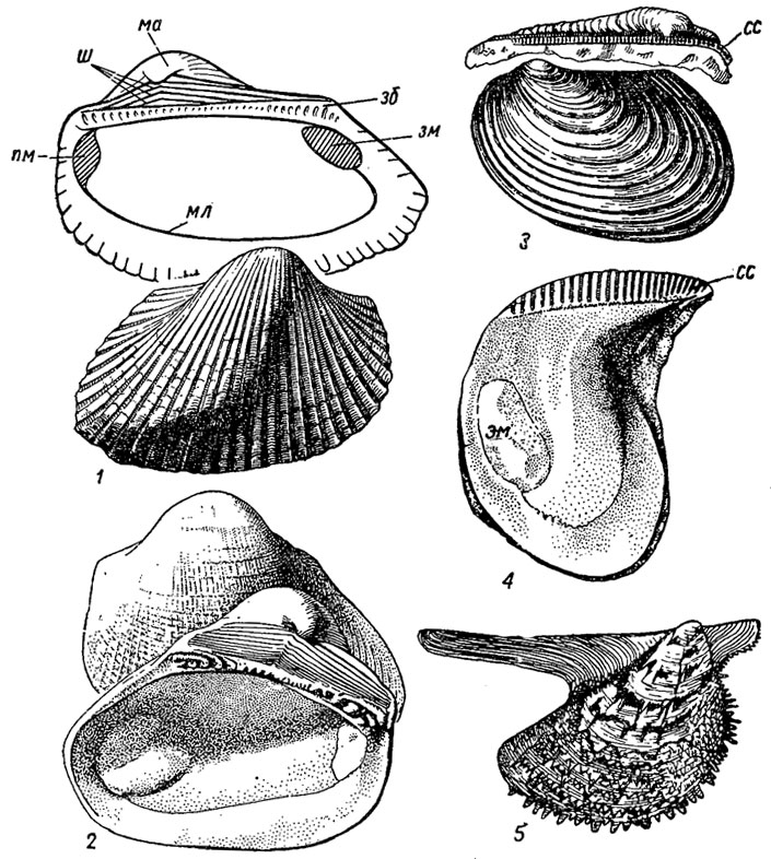 . 183.  Cyrtodontida;  Arcina (1-2)  Pteriina (3-5): 1 - Area (  - ); 2 - Cucullaea ( - ); 3 - Inoceramus ( - ); 4 - Isognomon ( - ); 5 - Pteria ( - );  - ,  -  ,  - ,  -  ,  -  ,  -  ,  - 