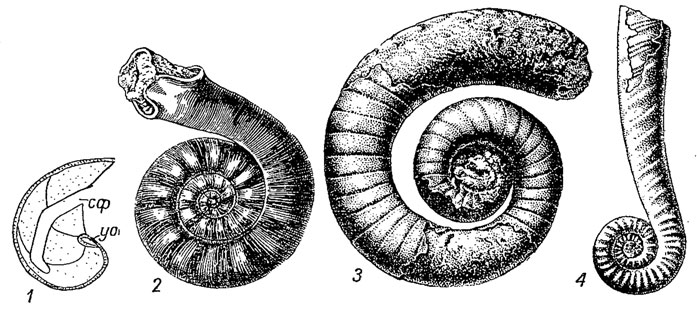 . 194.  Tarphyceratida: 1 -    Curtoceras; 2 - Ophioceras ( ); 3 - Estonioceras ( ); 4 - Lituites ( );  - ,  -  