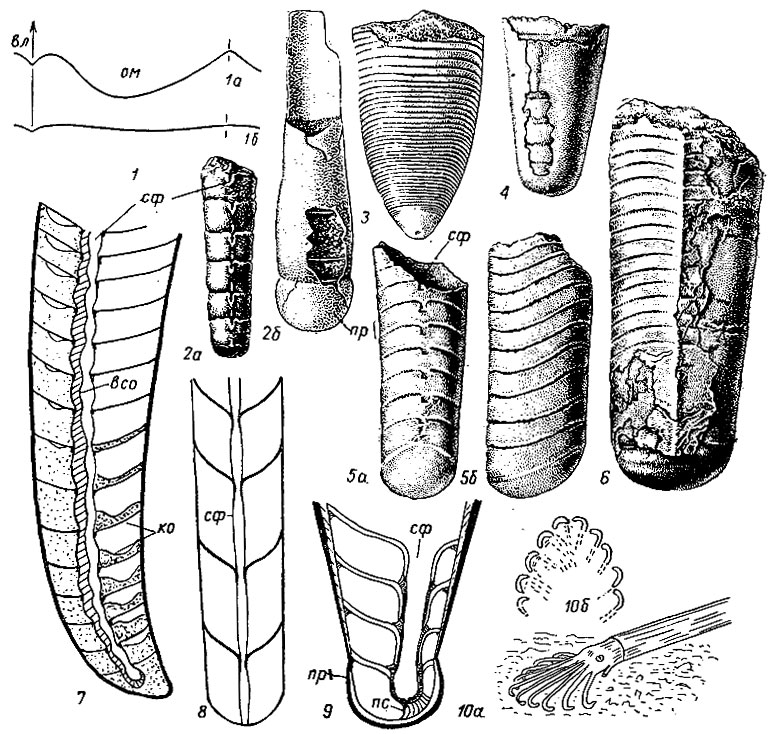 . 199.  Bactritoidea (1-6)  Orthoceratoidea. (7-10): 1 -  : 1 - Bactrites, 1 - Lobobactrites; 2- Bactrites ( - ): 2 - , 2 -    (.); 3 - Ctenobactrites ( ),   ; 4 - Parabacirites ( ); 5 - Lobobactrites (): 5 -    , 5 -  ; 6 - Ctenobactrites ( ); 7 - Pseudocyrtoceras (); 8 - Michelinoceras ( - ); 9 -   Orthoceras (, 1936); 10 -    (10)    (106) (, 1955);  -  ,  -  ,  -  ,  -  ,  - ,  - ,  - 