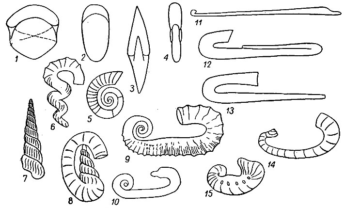 . 200.  Ammonoidea.  : 1-4 - , 5-15 - : 1 -  (Cadoceras); 2 -  (Phyllopachyceras); 3 -  (Timanites); 4 -  (Haploceras); 5 -  (Crioceras); 6-7 - o (6 - Hyphantoceras, 7 - Ostlingoceras); 8, 14 -  (8 - Anaclinoceras, 14 - Heteroceras); 9-10 -  (9 - Ancyloceras, 10 - Worthoceras); 11 -  (Baculites); 12, 13 -  (12 - Ptychoceras, 13 - Hamulina); 15 -  (Scaphites)